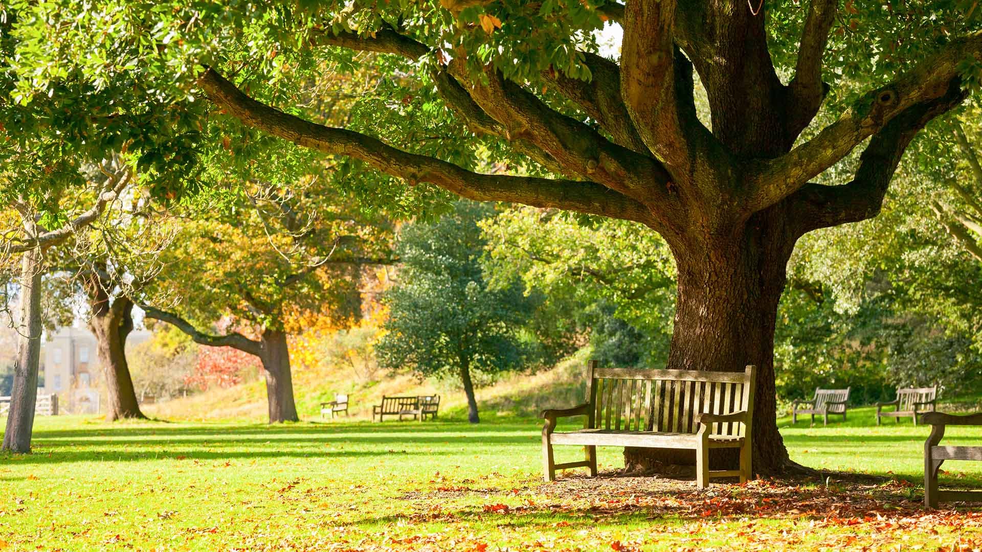 Kew Area Guide