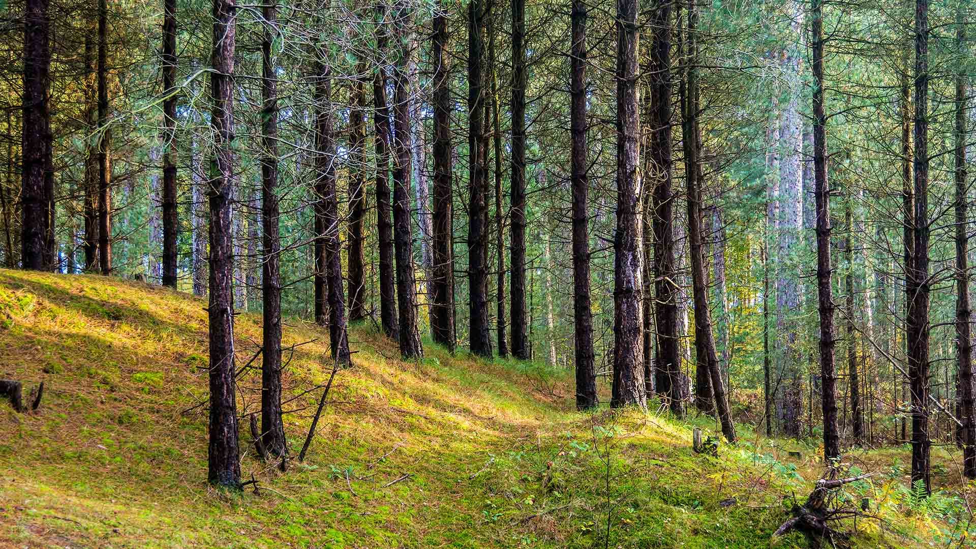 Ainsdale Area Guide